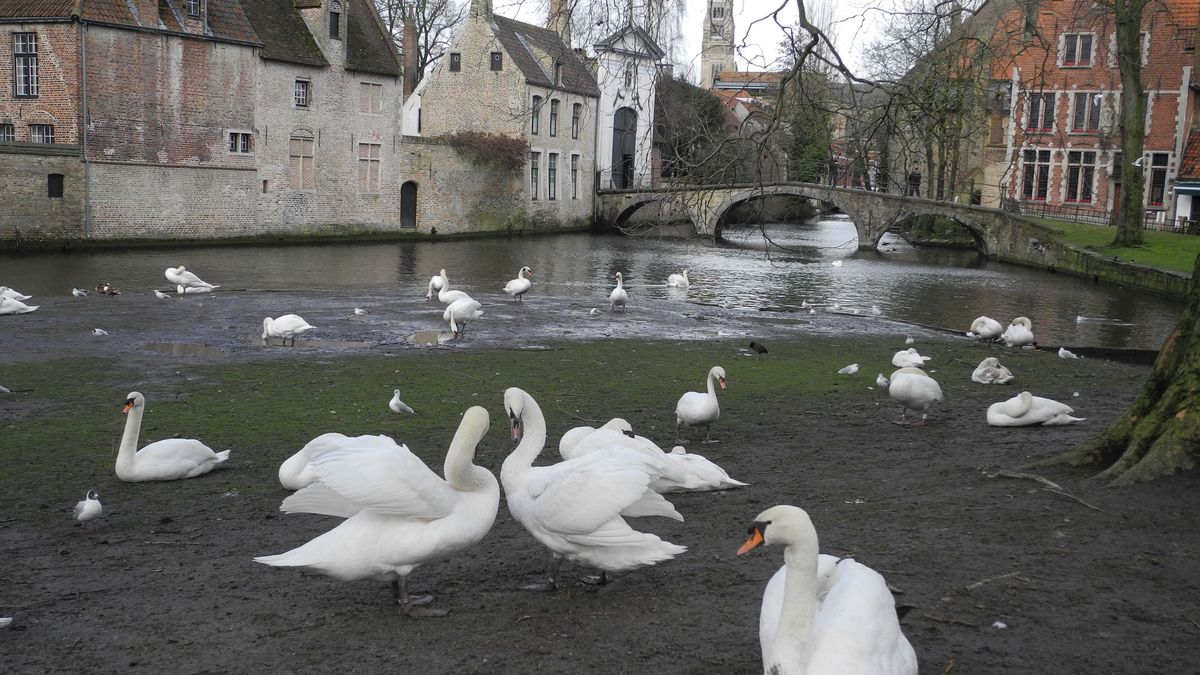 Valentýn v belgických Bruggách je plný tokajících labutí, čokolády i holoubátek